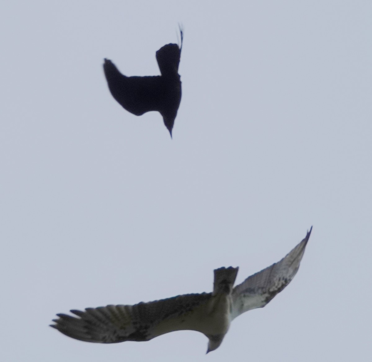 Osprey (Australasian) - Alan Coates