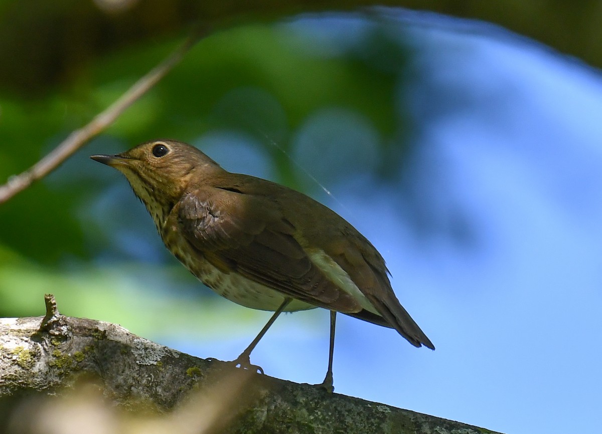 Swainson's Thrush - Elaine Thomas