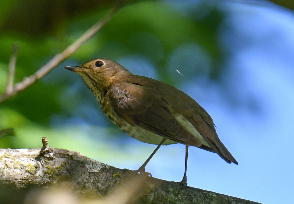 Swainson's Thrush - Elaine Thomas