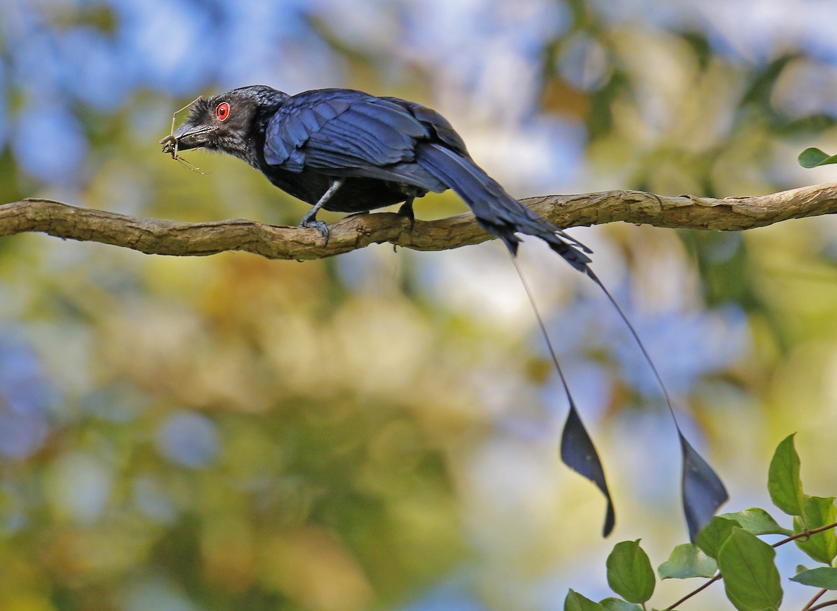 Greater Racket-tailed Drongo - Neoh Hor Kee