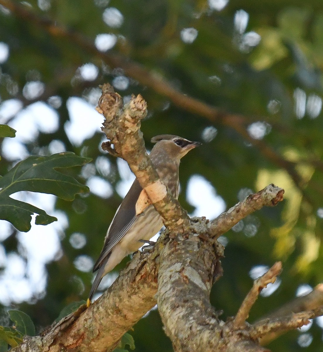 Cedar Waxwing - Elaine Thomas