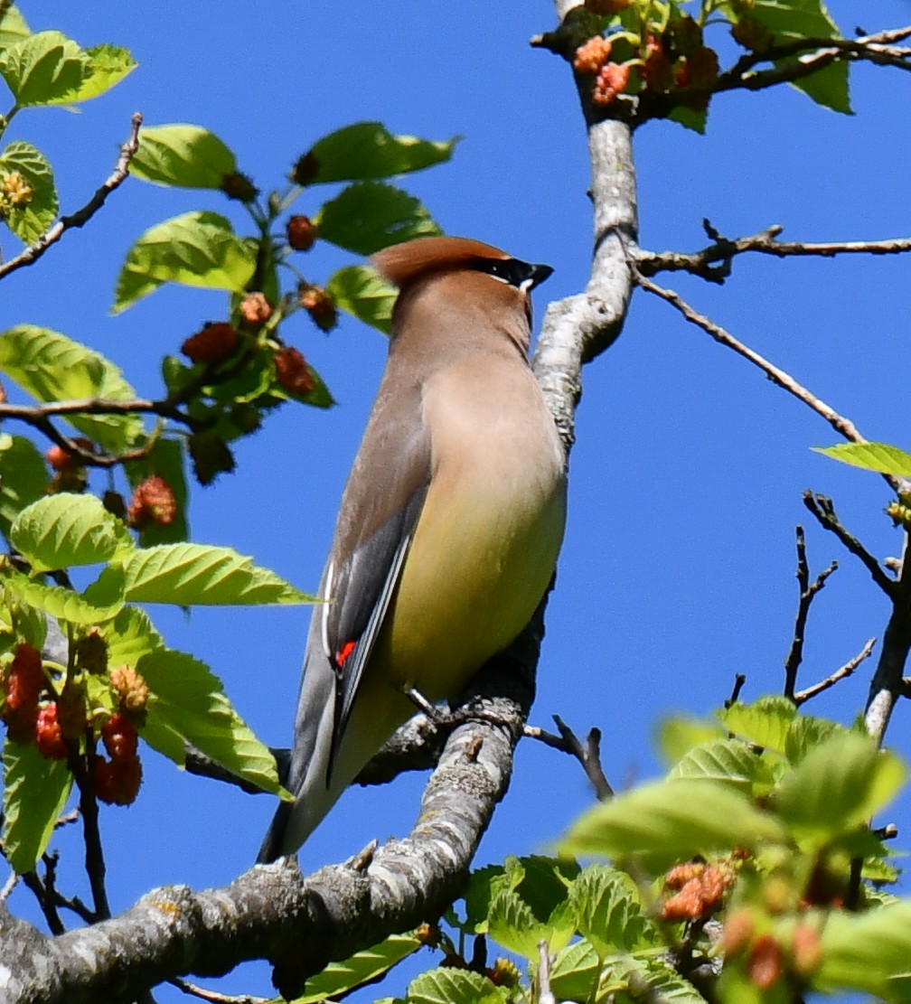 Cedar Waxwing - Elaine Thomas