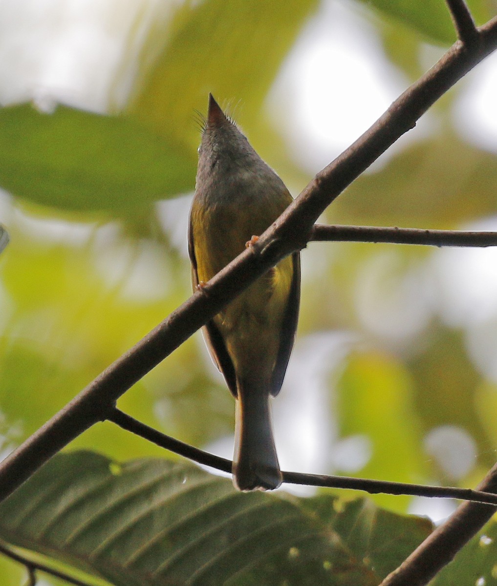 Gray-headed Canary-Flycatcher - Neoh Hor Kee