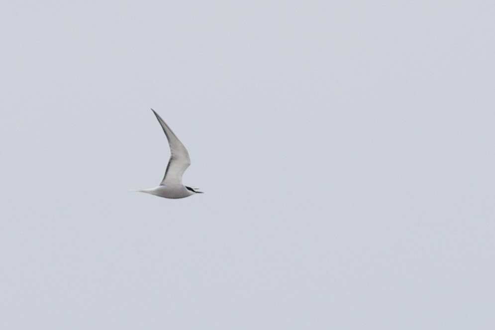 Aleutian Tern - Nathan Dubrow