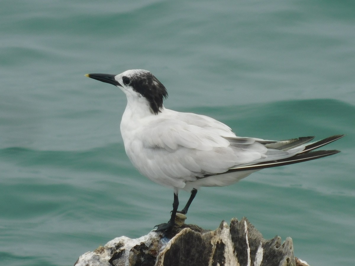 Sandwich Tern - Cenaida Moncada