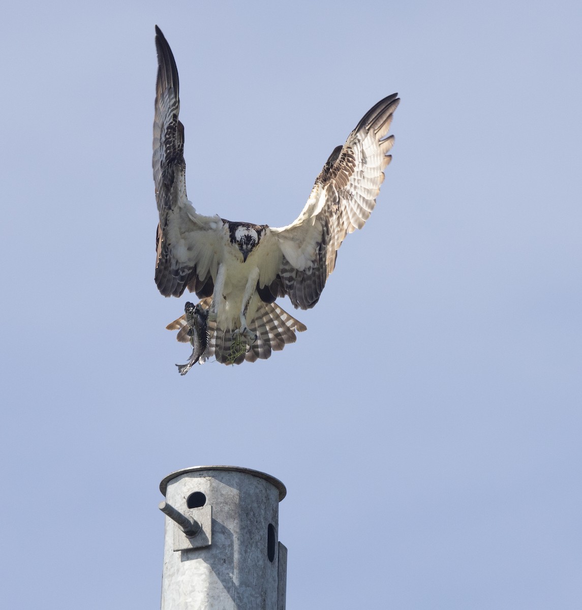 Osprey - Nick Ramsey