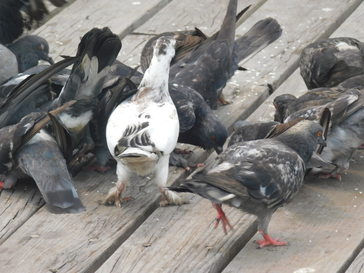 Rock Pigeon (Feral Pigeon) - Cenaida Moncada