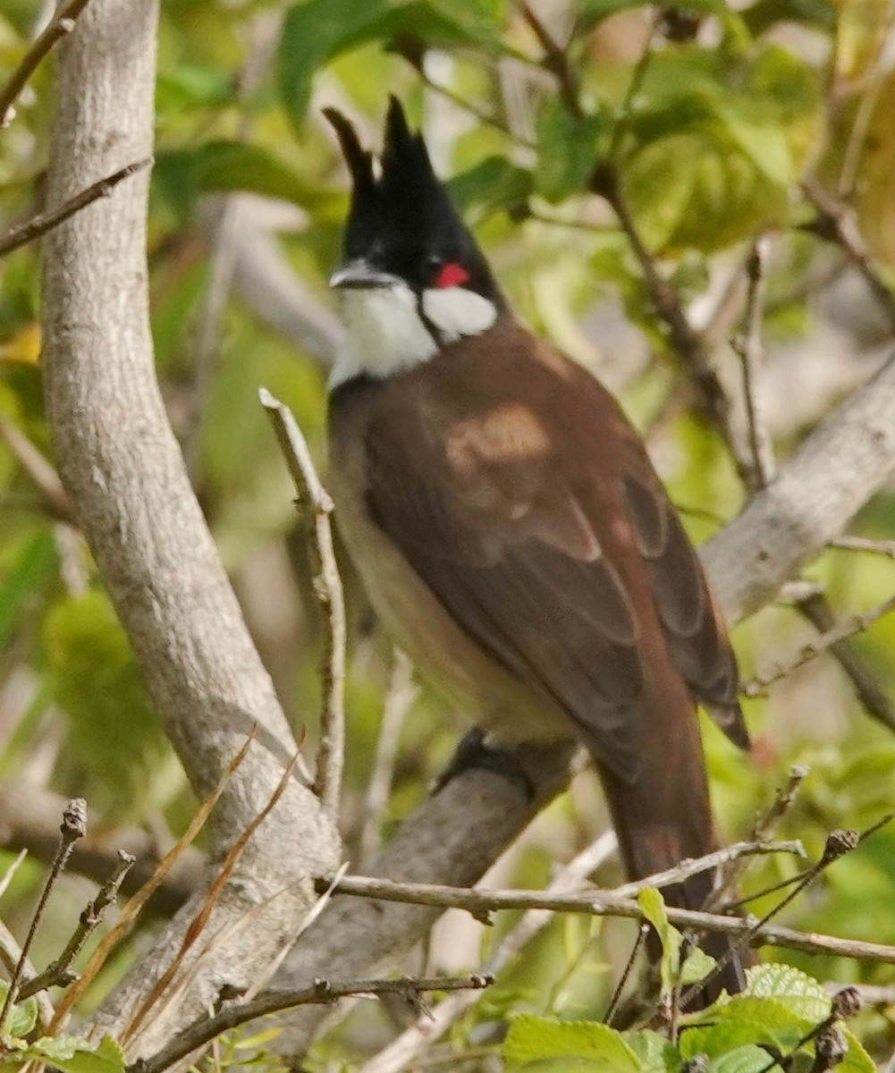 Red-whiskered Bulbul - ML618873718