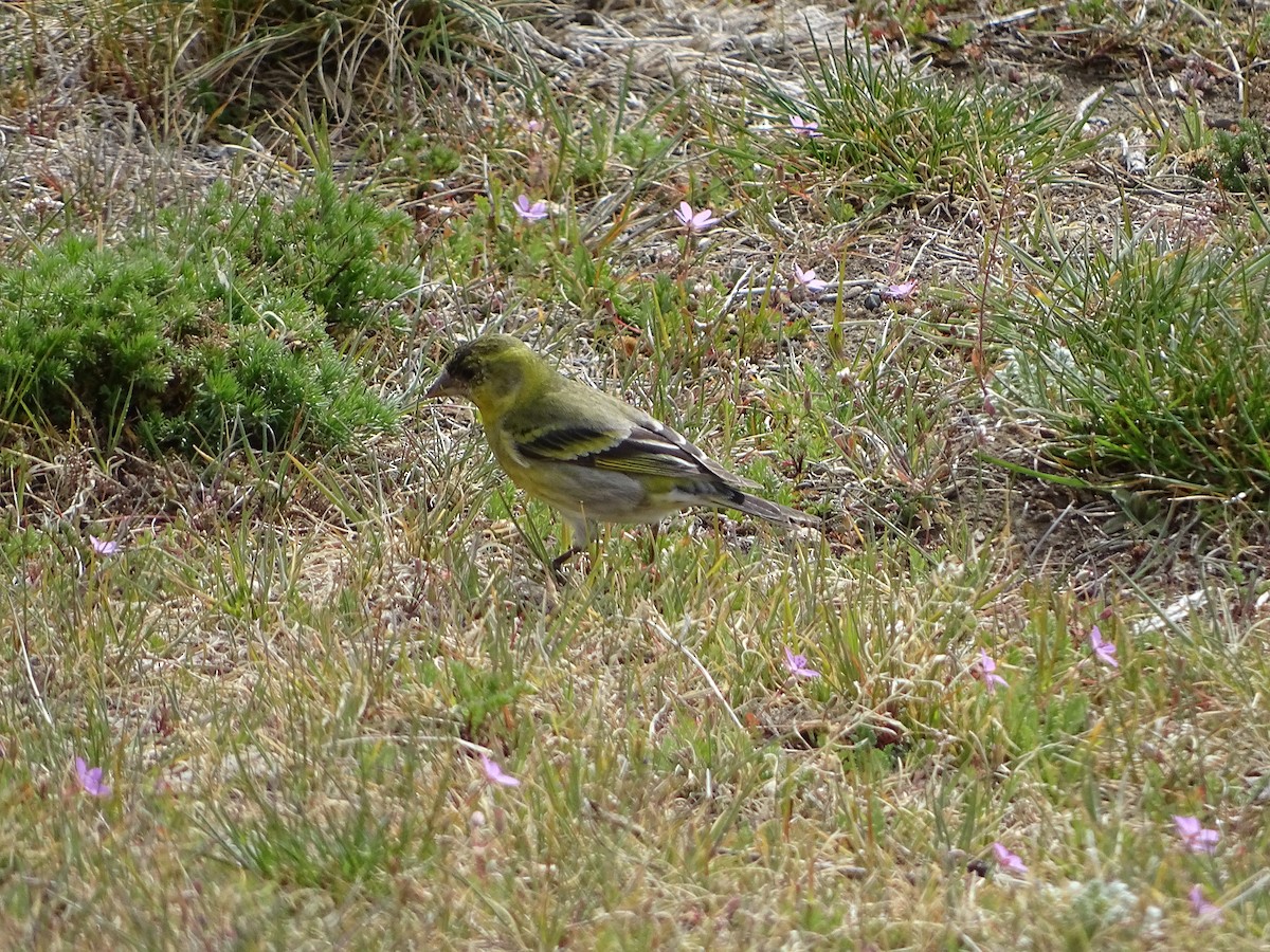 Black-chinned Siskin - Rebel Warren and David Parsons