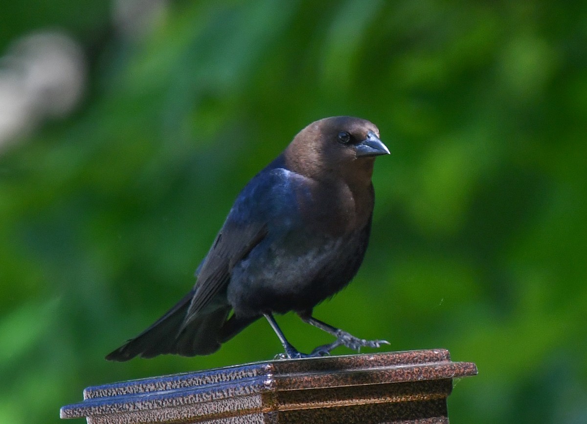 Brown-headed Cowbird - Elaine Thomas