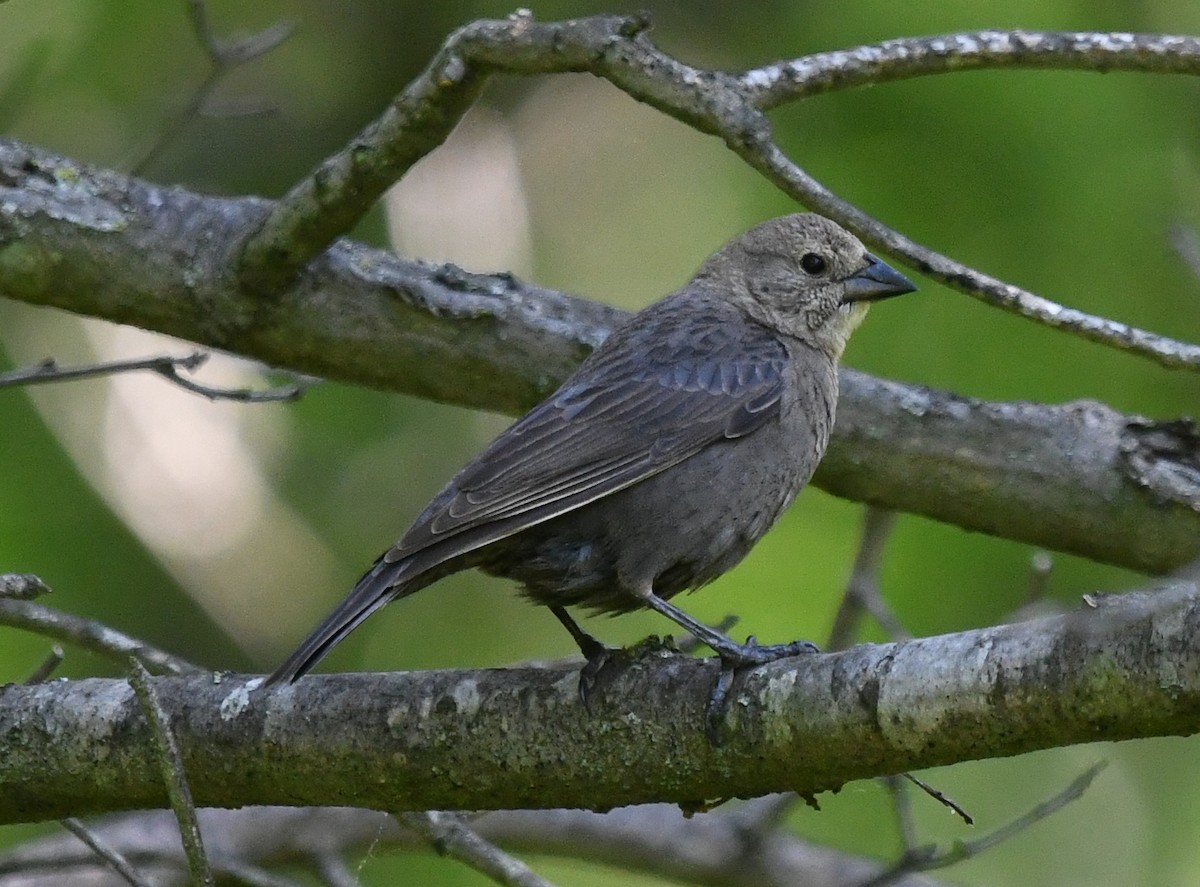 Brown-headed Cowbird - Elaine Thomas