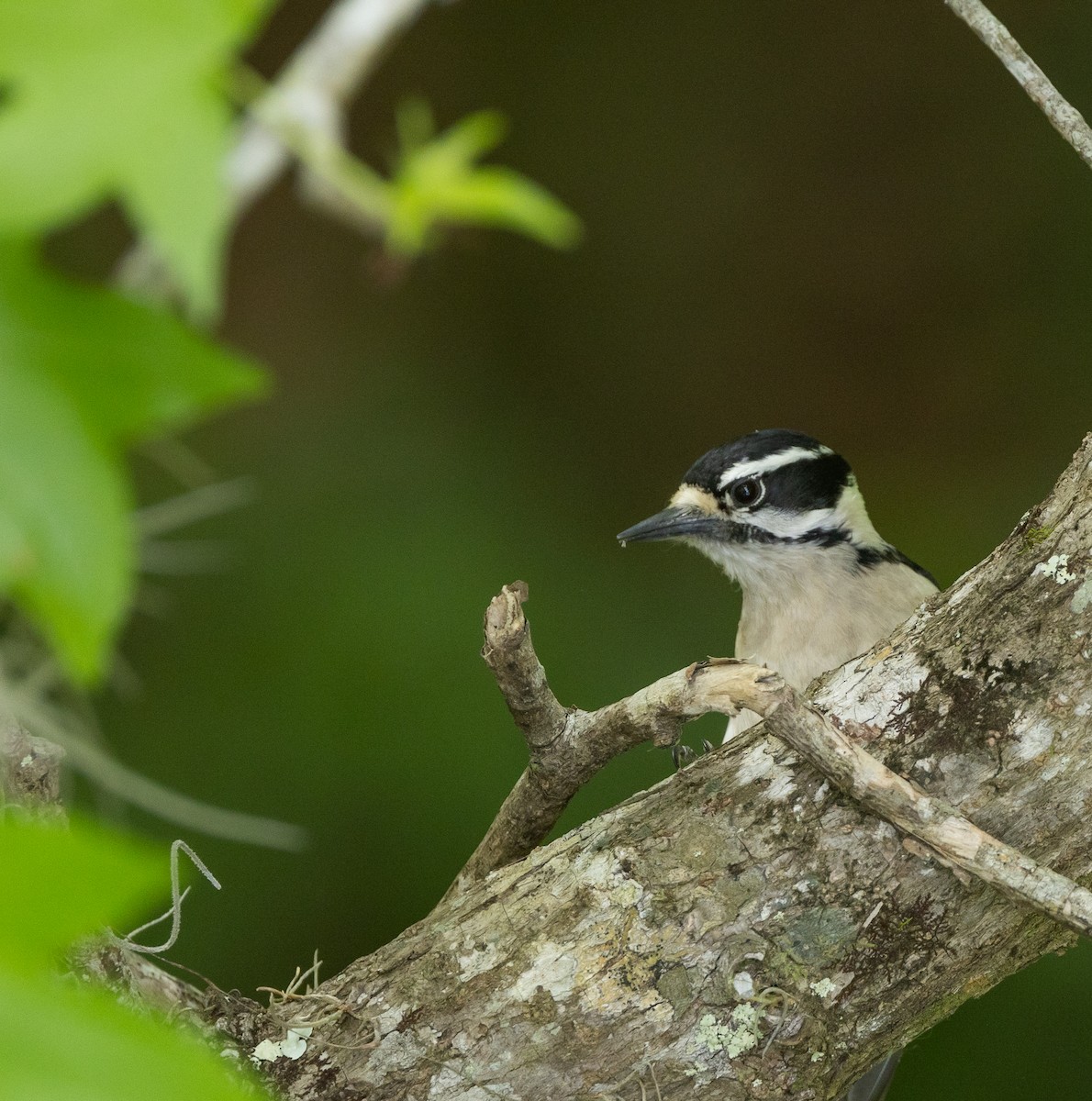 Downy Woodpecker - Nick Ramsey