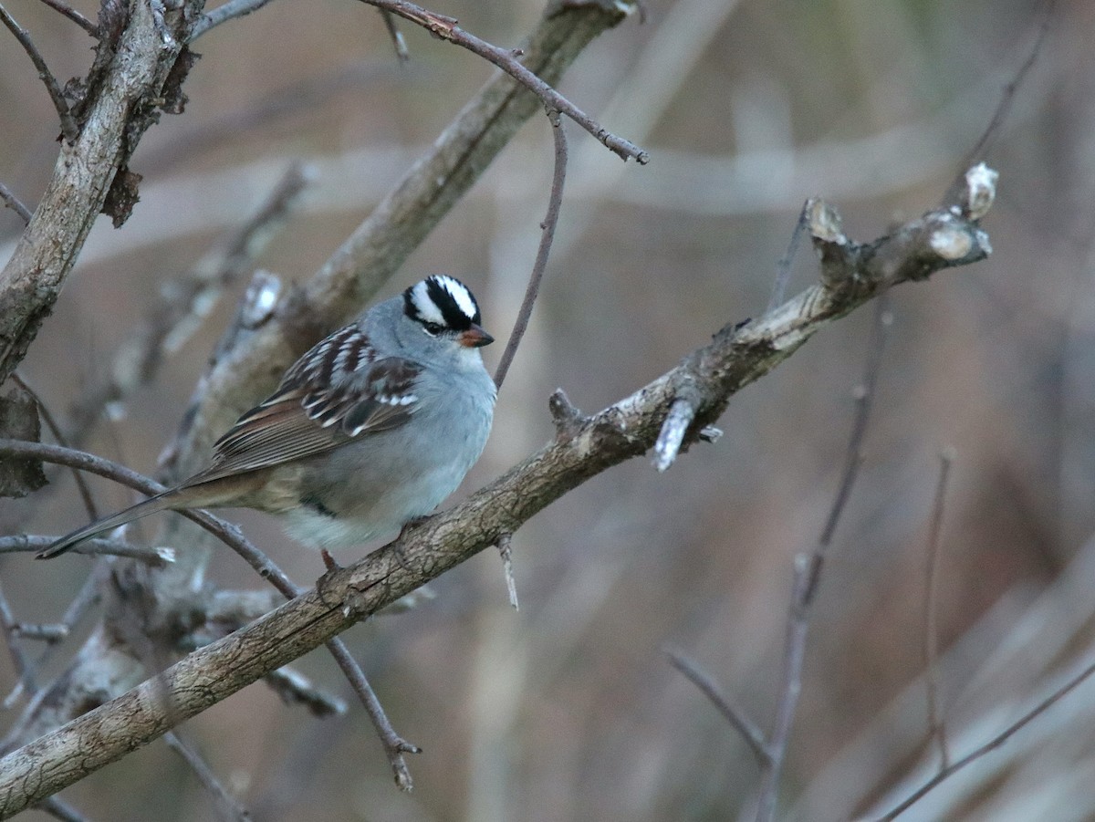 White-crowned Sparrow - Jenny Marichal