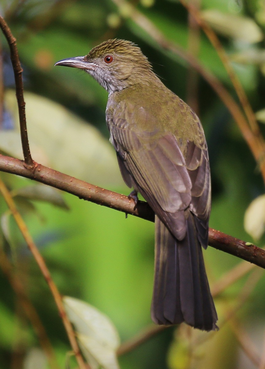 Streaked Bulbul - Neoh Hor Kee