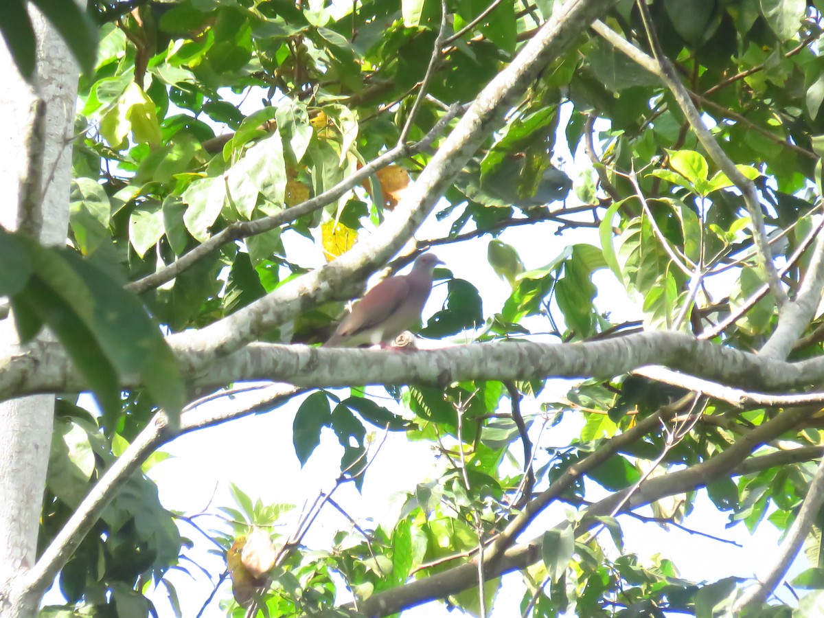 Pale-vented Pigeon - ML618873768