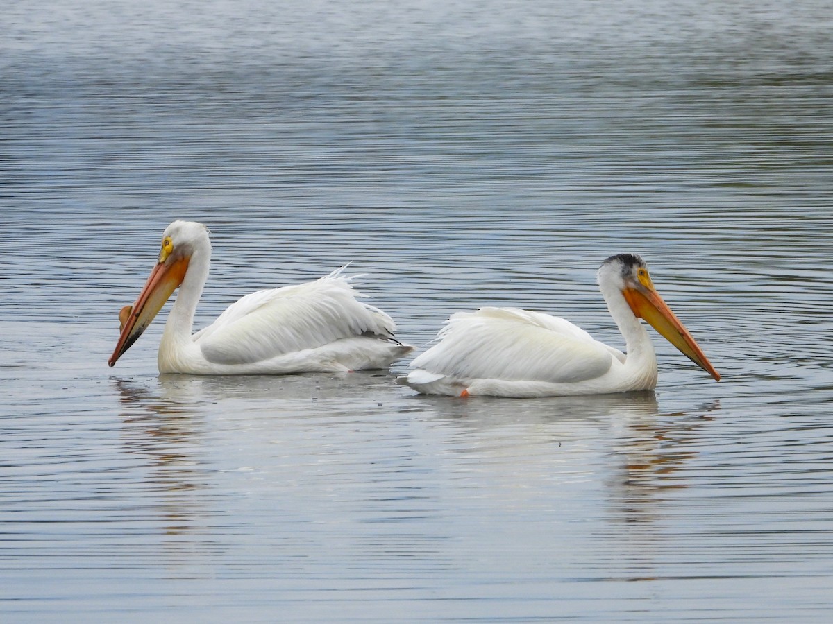 American White Pelican - ML618873769