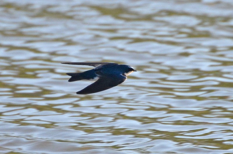 Golondrina Bicolor - ML618873771