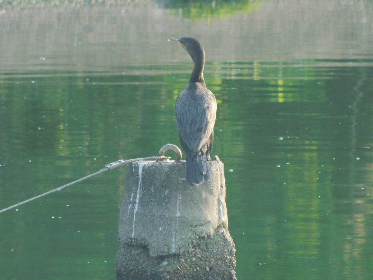 Neotropic Cormorant - Cenaida Moncada