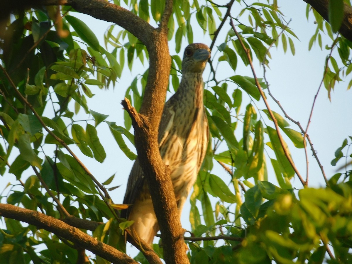 Yellow-crowned Night Heron - Cenaida Moncada