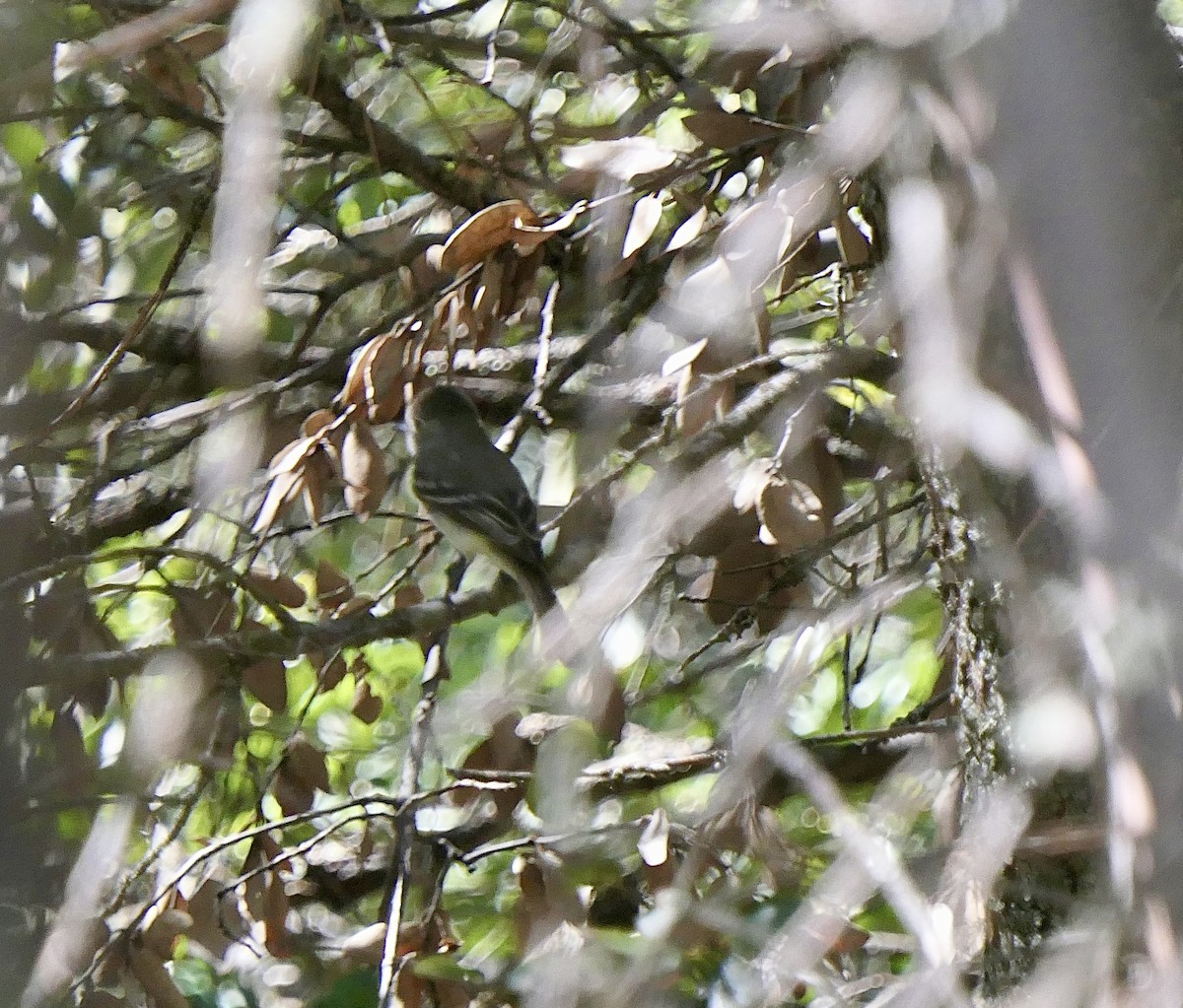 Dusky Flycatcher - ML618873786