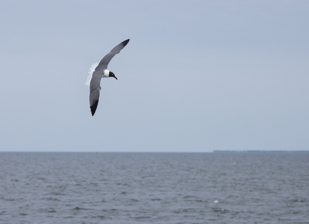 Laughing Gull - Nick Ramsey