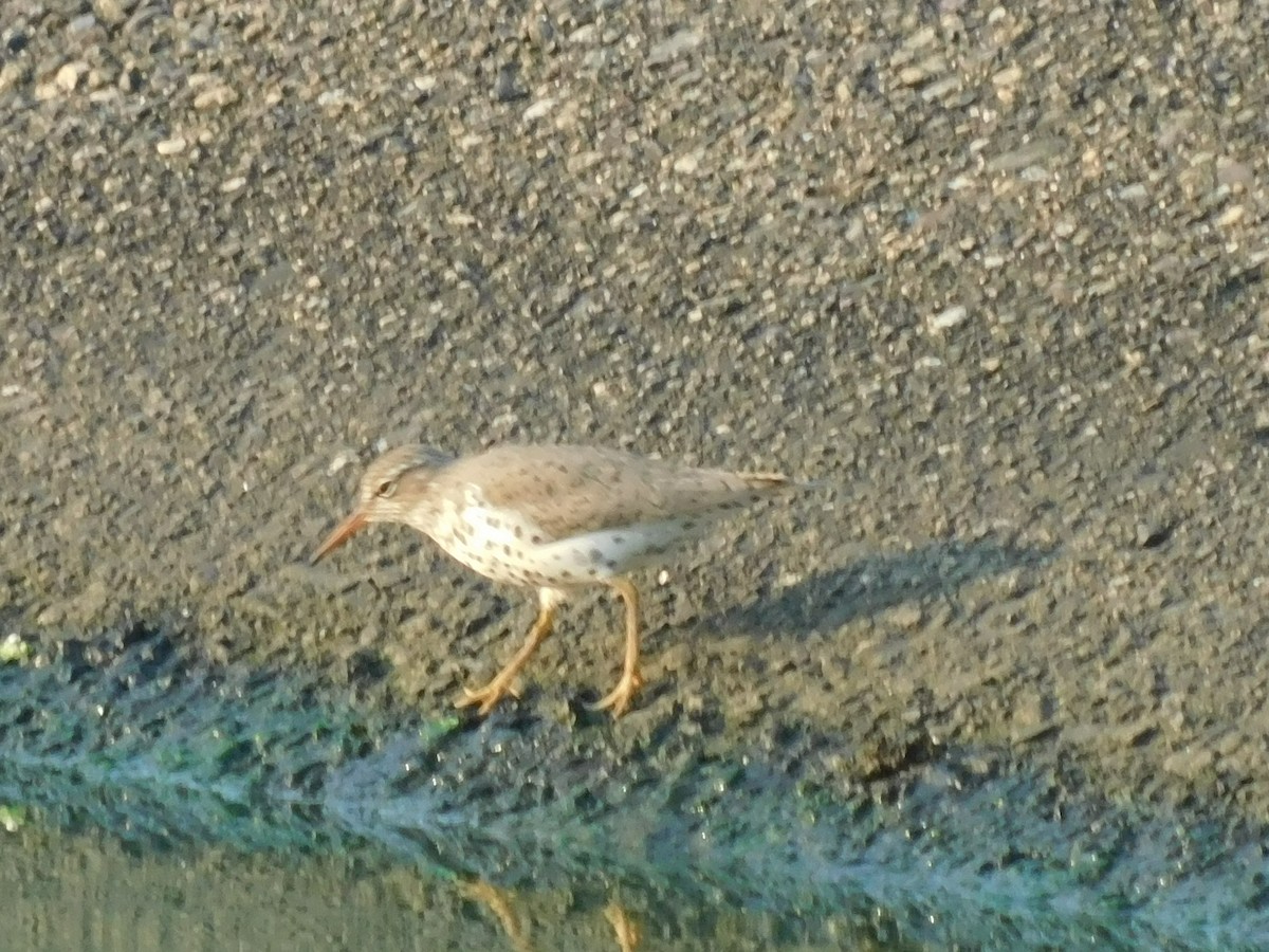 Spotted Sandpiper - Cenaida Moncada