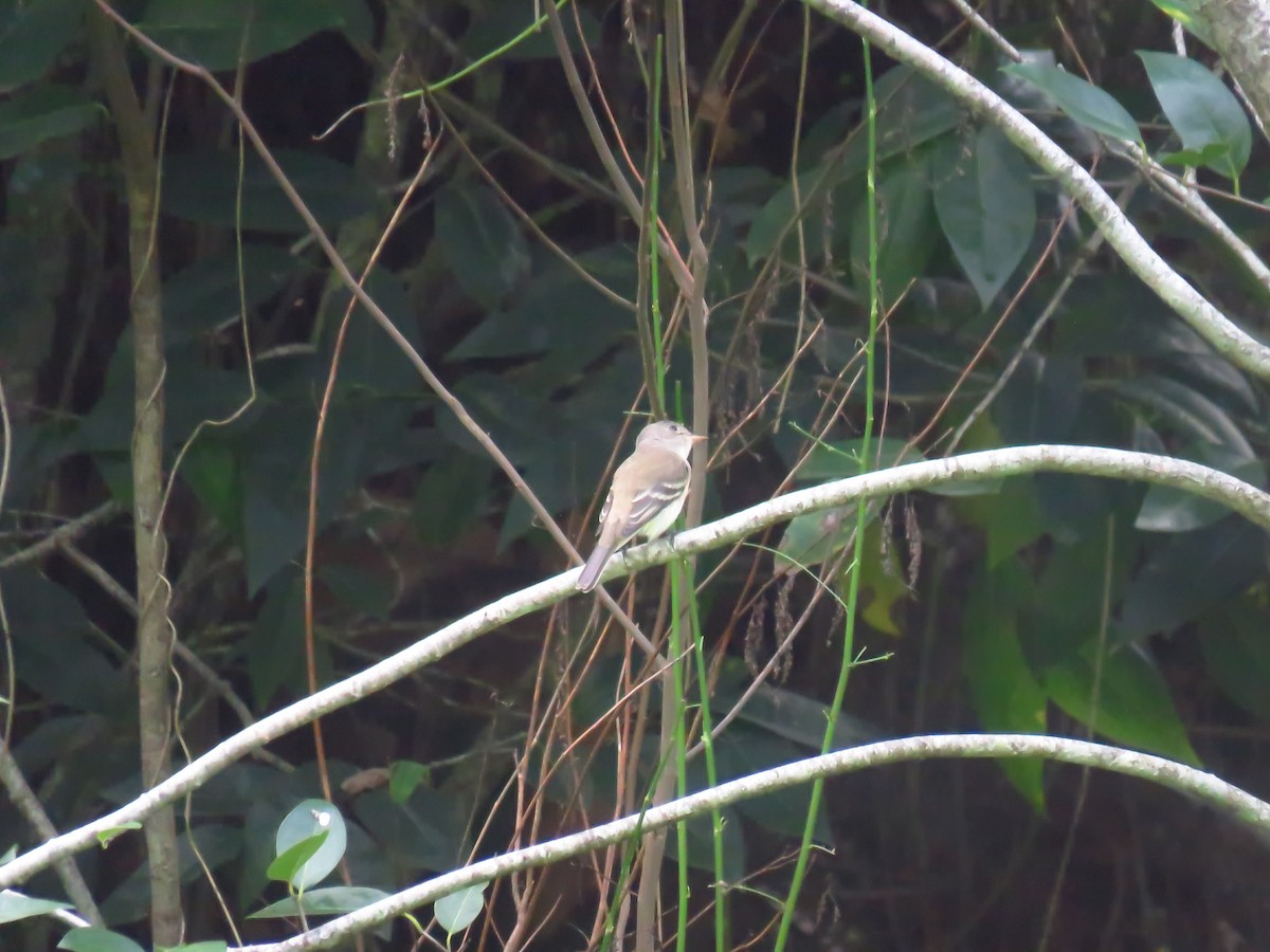 Northern Tropical Pewee - ML618873803