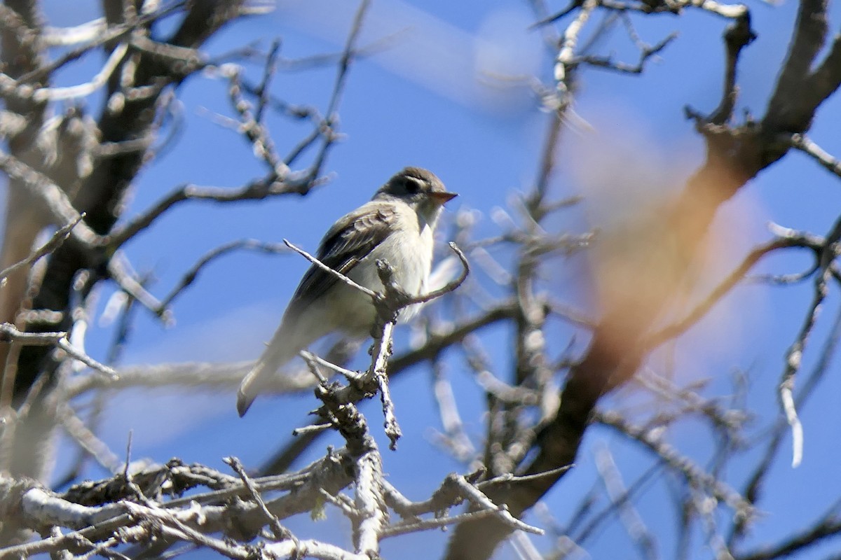 Western Wood-Pewee - Ian Swirka