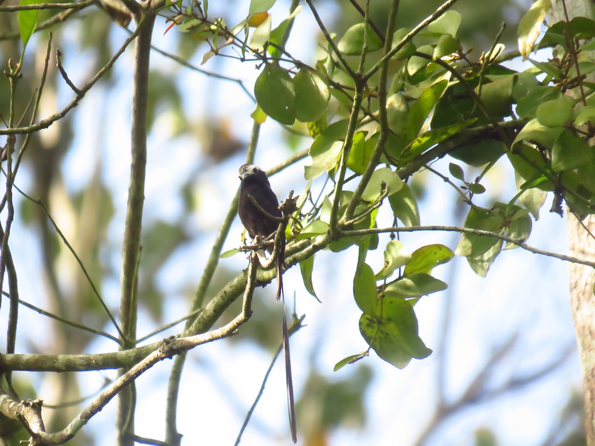 Long-tailed Tyrant - ML618873812