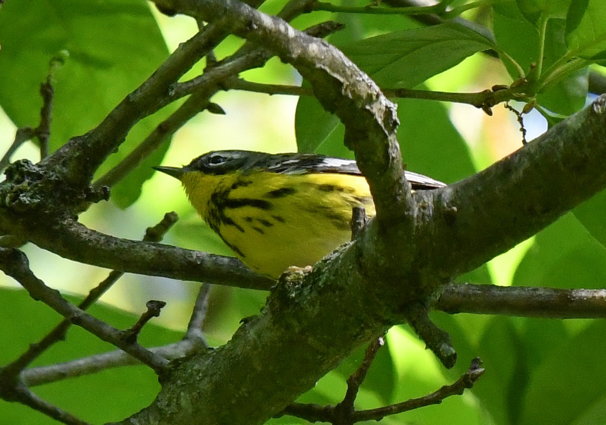 Magnolia Warbler - Elaine Thomas