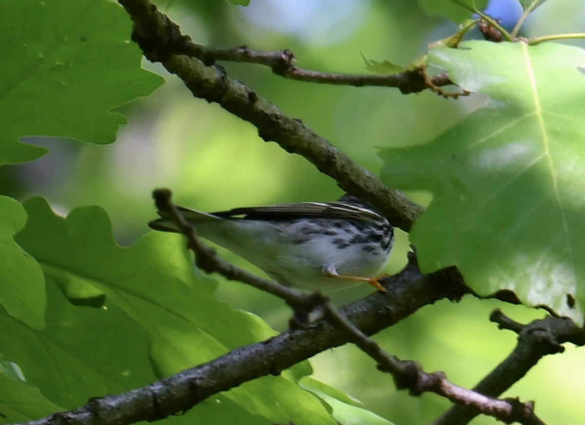 Blackpoll Warbler - Elaine Thomas