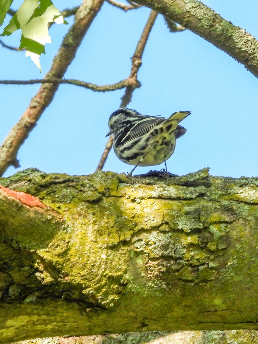 Black-and-white Warbler - Ellen Star