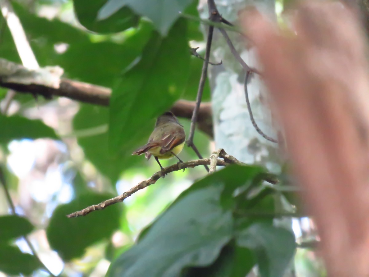 Dusky-capped Flycatcher - ML618873821