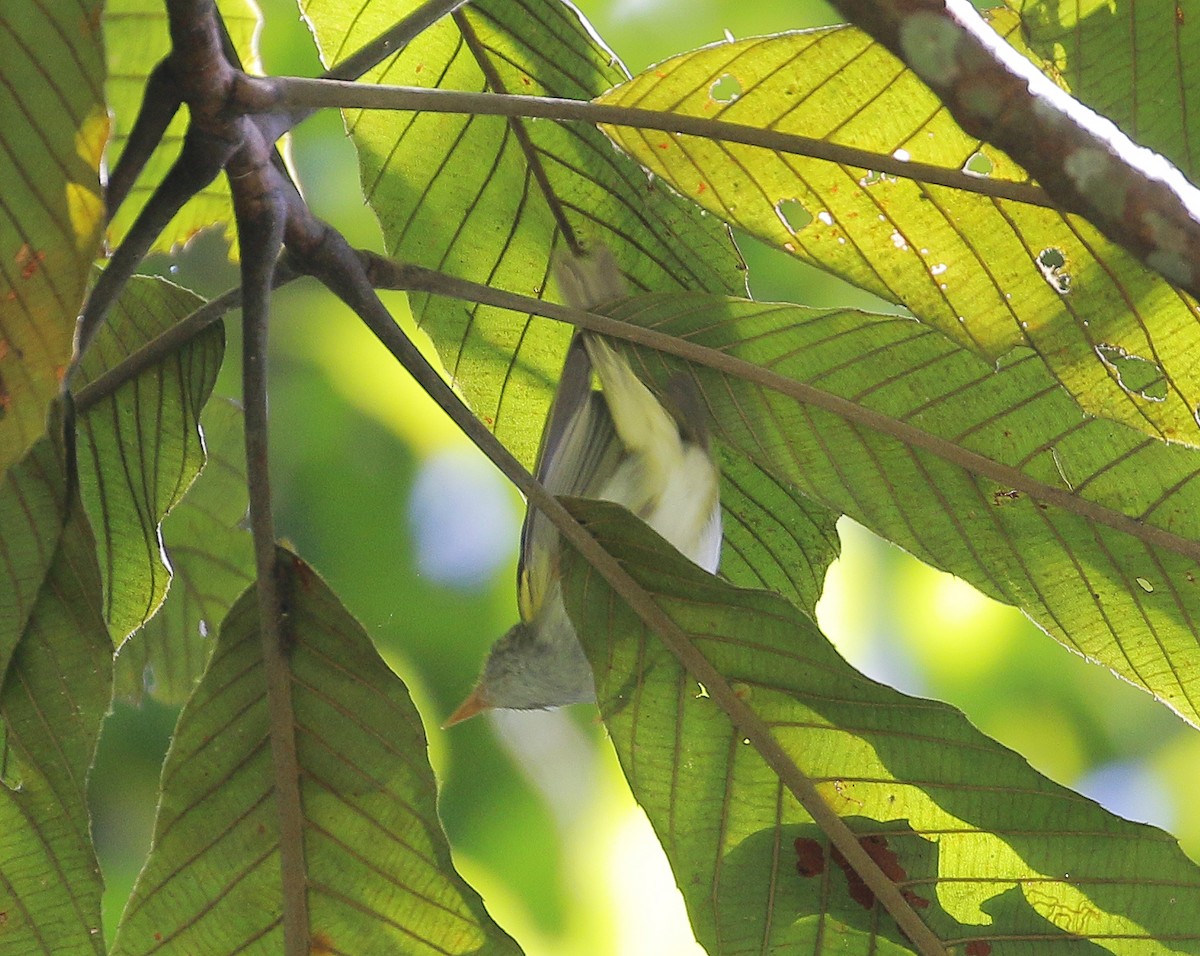 Eastern Crowned Warbler - Neoh Hor Kee