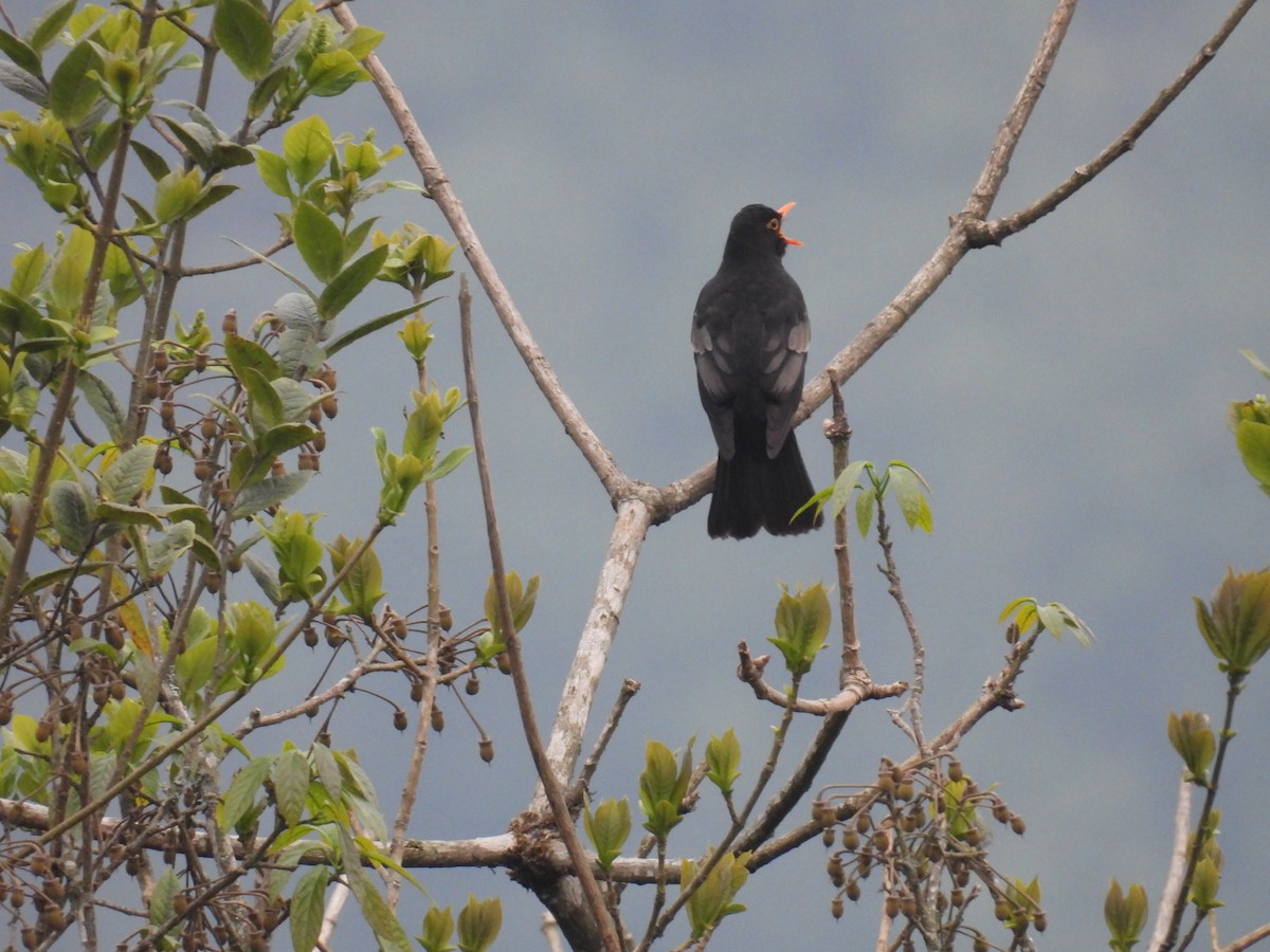 Gray-winged Blackbird - Aparajita Datta