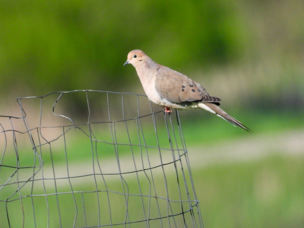 Mourning Dove - Ellen Star