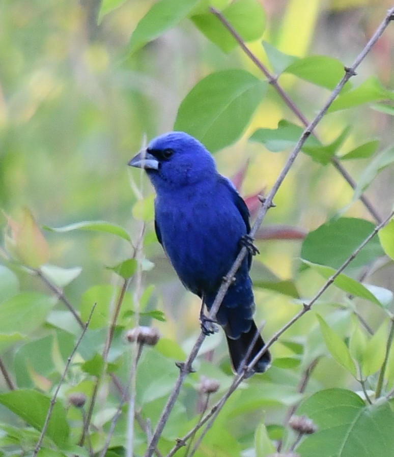 Blue Grosbeak - Elaine Thomas