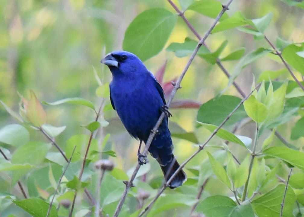 Blue Grosbeak - Elaine Thomas