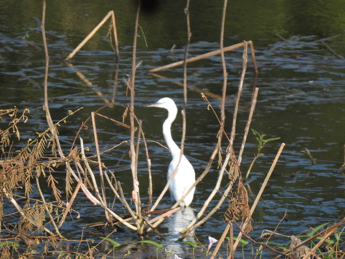 Little Egret - Win Nwe