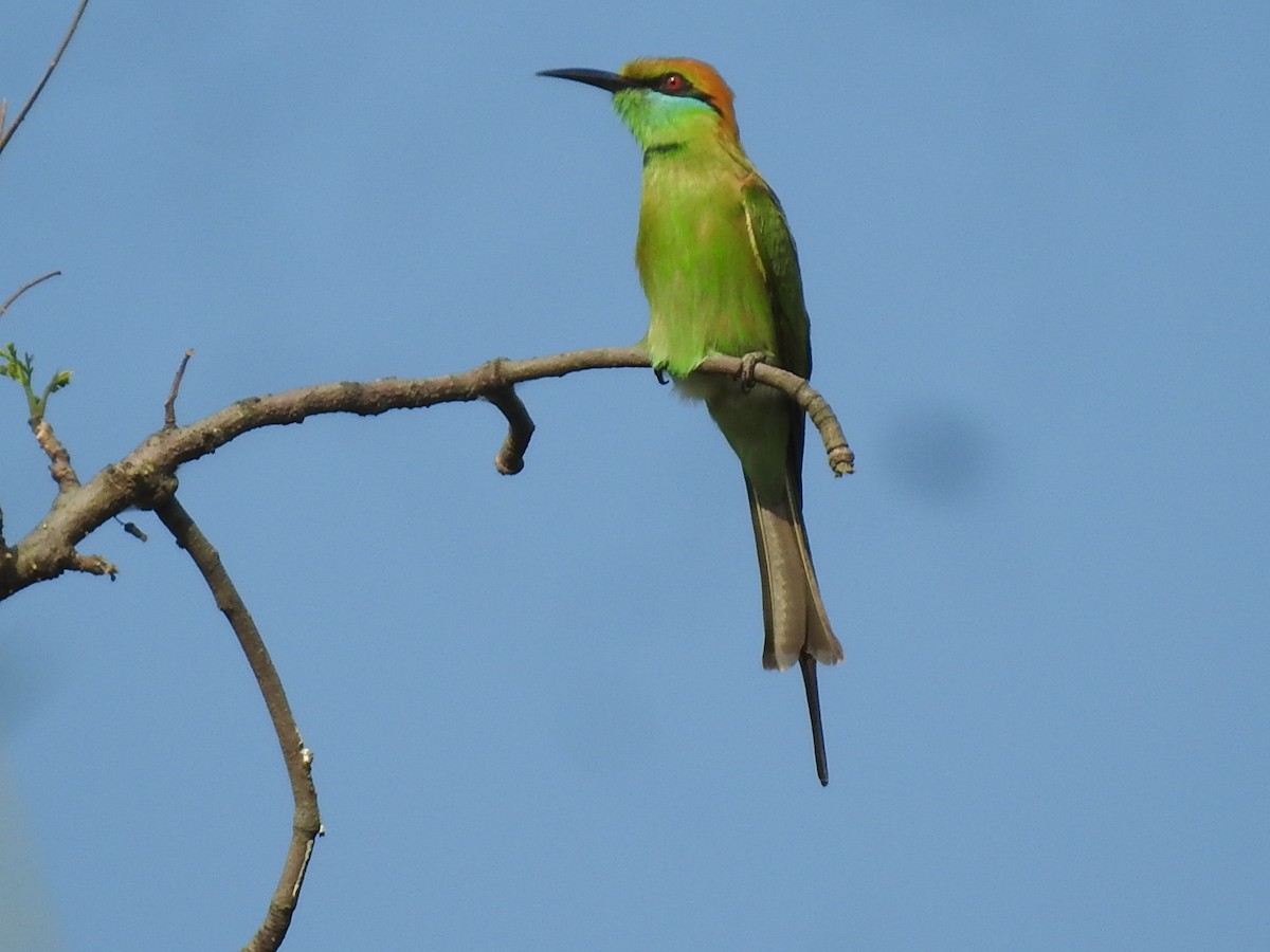 Asian Green Bee-eater - Win Nwe