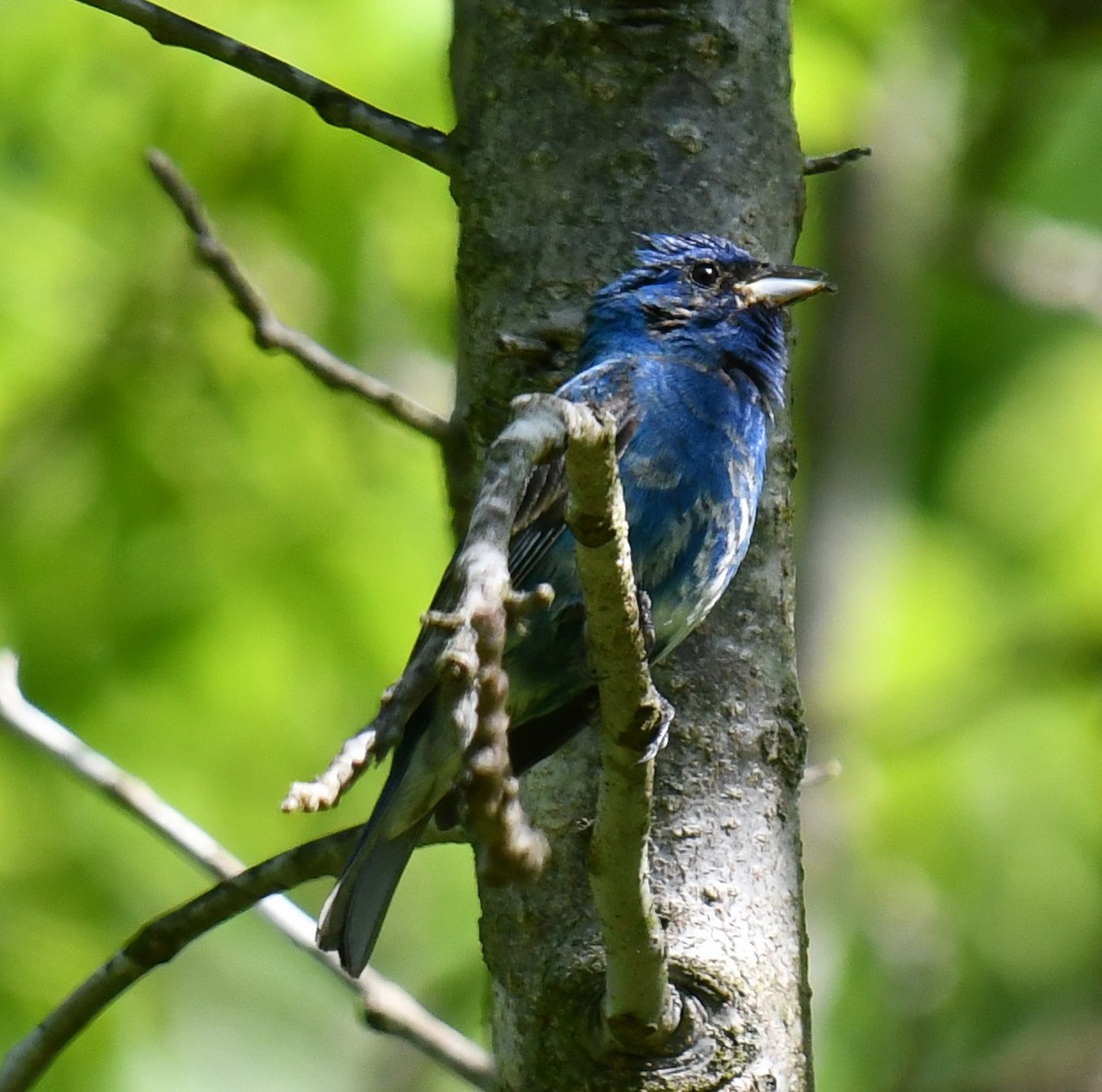 Indigo Bunting - Elaine Thomas