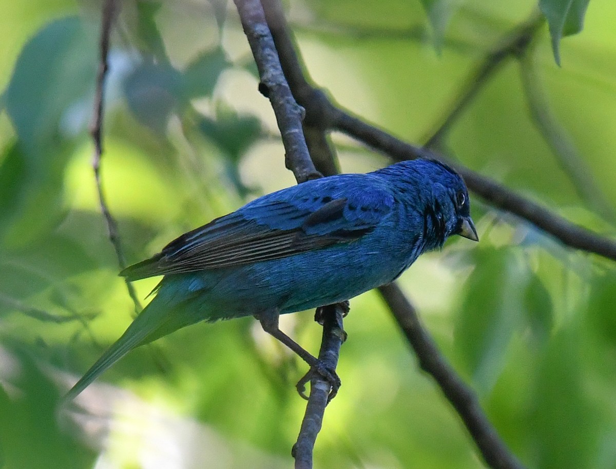 Indigo Bunting - Elaine Thomas