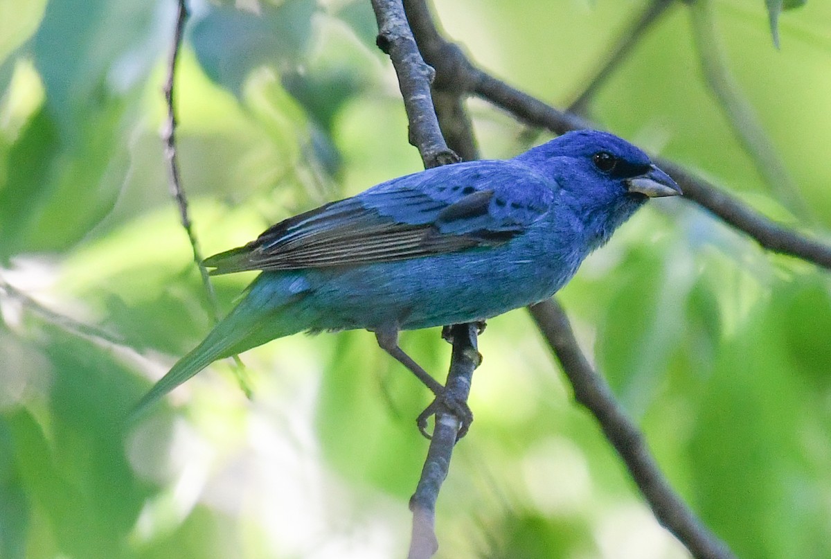 Indigo Bunting - Elaine Thomas