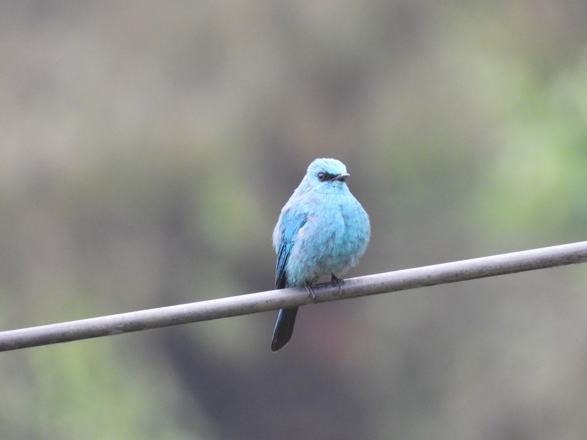 Verditer Flycatcher - Aparajita Datta