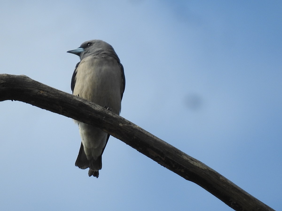 Ashy Woodswallow - Win Nwe