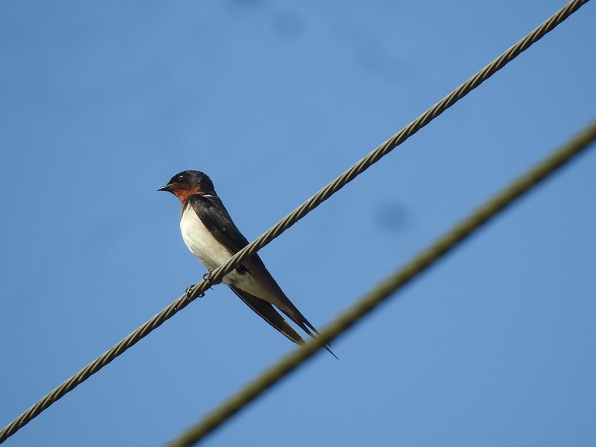 Barn Swallow - Win Nwe