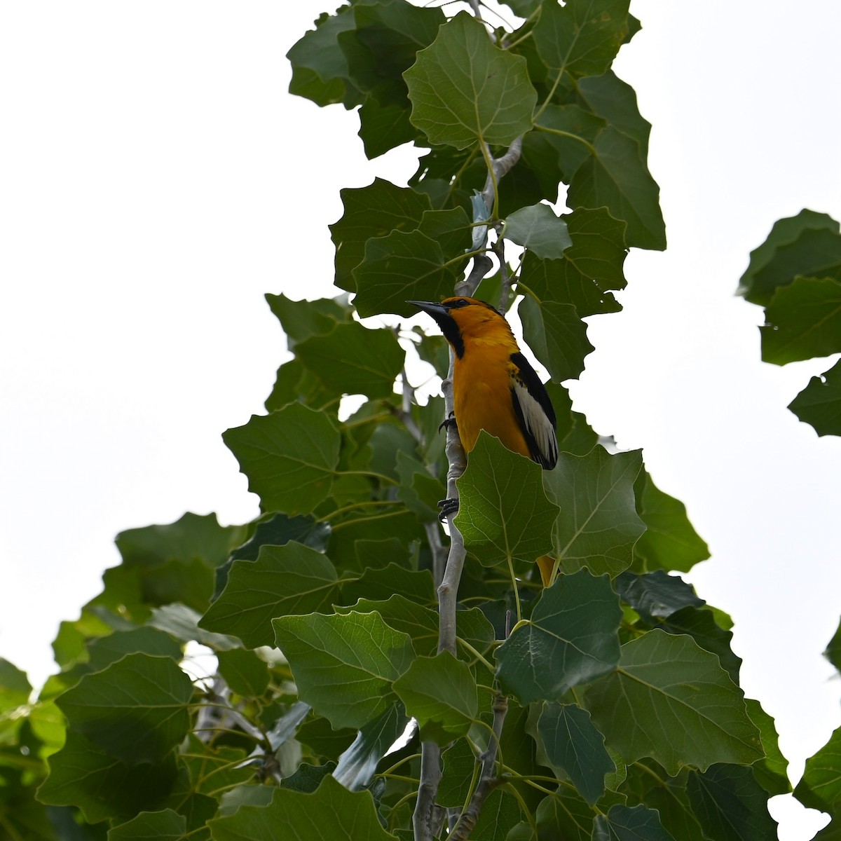 Bullock's Oriole - Ronnie Reed