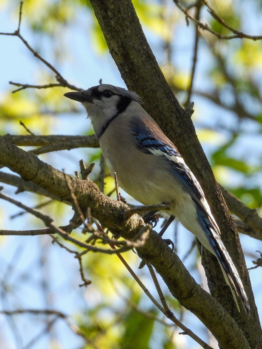 Blue Jay - Ellen Star