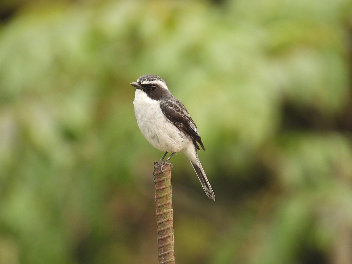 Little Pied Flycatcher - Aparajita Datta