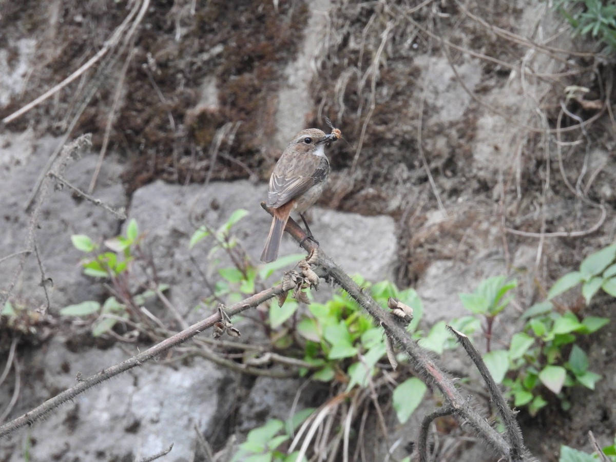 Little Pied Flycatcher - Aparajita Datta